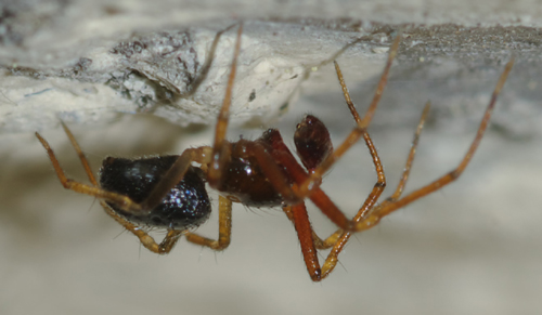 Coppia di Sardinidion blackwalli (Theridiidae)